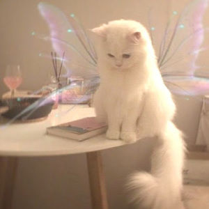 Meet your Posher, Sofia